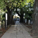 谷中墓地。桜巨樹の小径