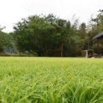 2025年5月田植え前の苗